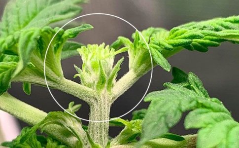 FIM-обрезка конопли – фиминг конопли