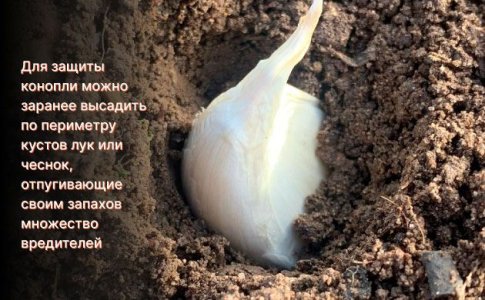 Растения-компаньоны для защиты конопли