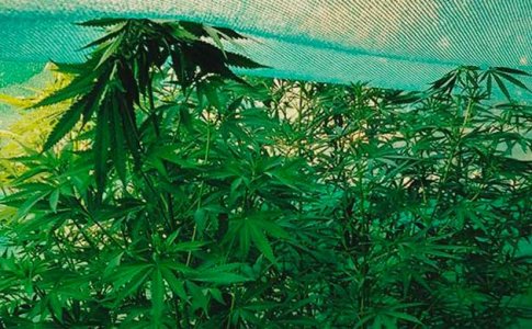 Ловушки для защиты конопли