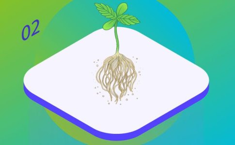 Развитие саженца конопли