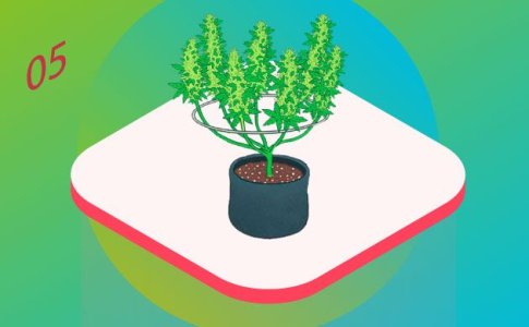 Сбор урожая конопли