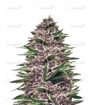 sort-Royal-Gorilla-Automatic-royal-queen-seeds__lG68UVD1nBIBhY6Z.jpg