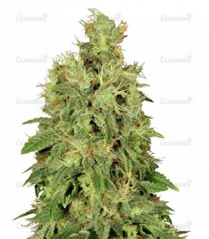 sort_CBD_Chronic_Serious_Seeds__GK7tvemkNxMBduXL.jpg