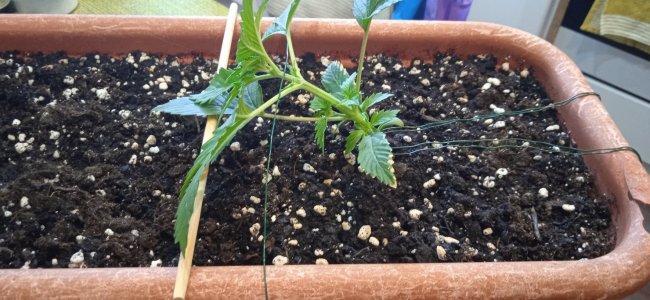 14дн_лст (3).jpg