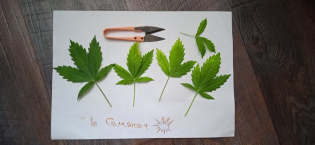 дефолиация_39дн (1).jpg