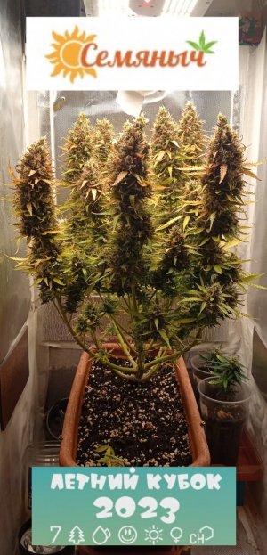 85 дн_спереди.jpg