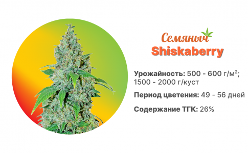 Shishkaberry