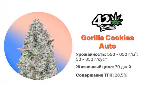 Gorilla Cookies Auto