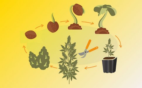 Выращивание конопли – что это и как?