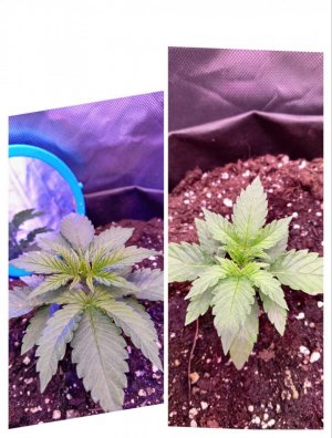 photo1705326104 (5).jpeg