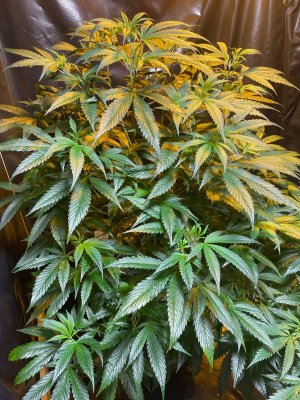 Первое растение, общий вид.jpeg