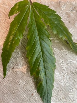 Трабл первого растения.jpeg