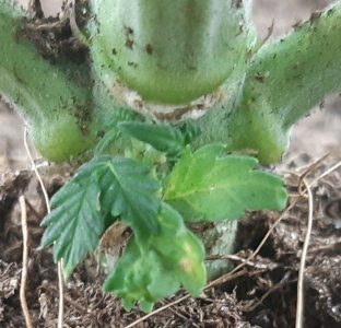 Фото из интернета.jpg