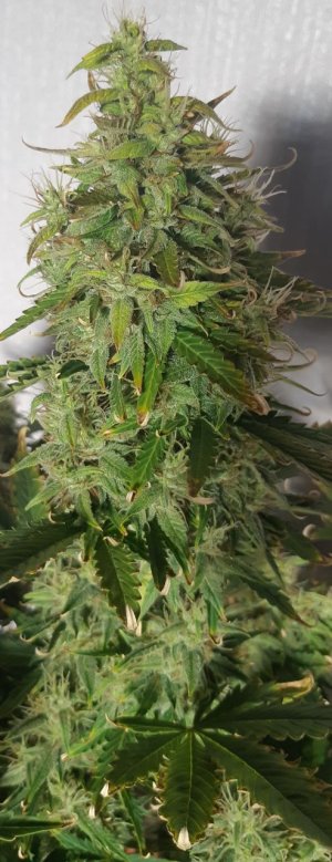 Голова из интернета.jpg