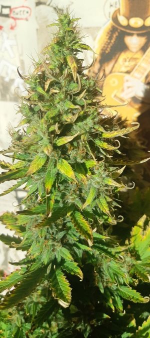 Head out of internet 2.jpg