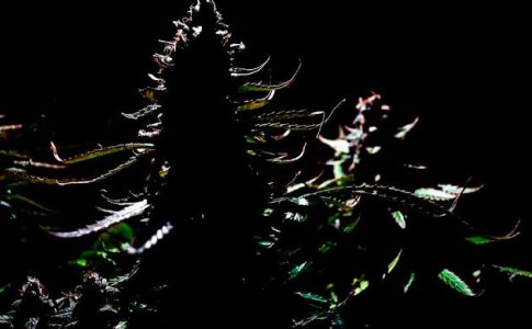 Подготовка автоцвета к харвесту