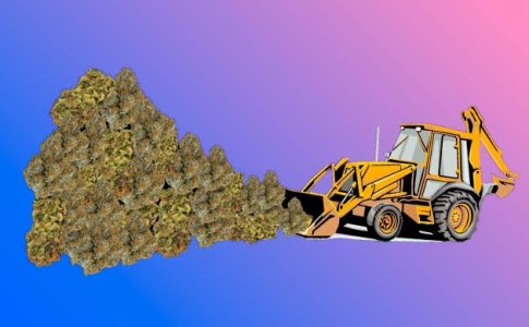 Излишки конопли