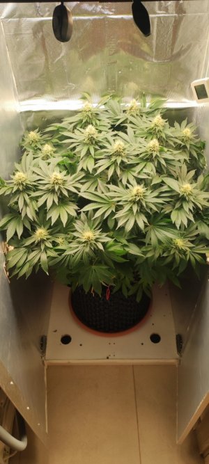 1000009146.jpg 1000009146.jpg