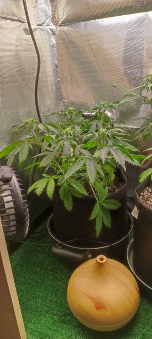 IMG_20240406_082727.jpg IMG_20240406_082727.jpg