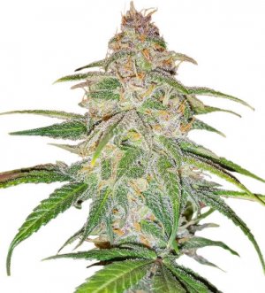 mandarine thugee.jpg