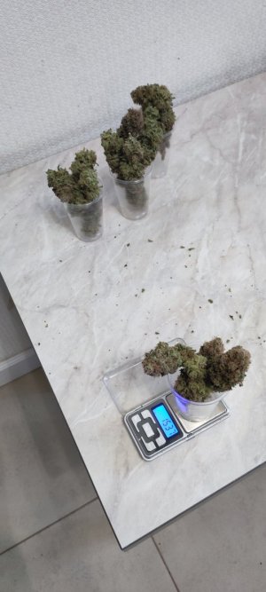 1000009951.jpg 1000009951.jpg