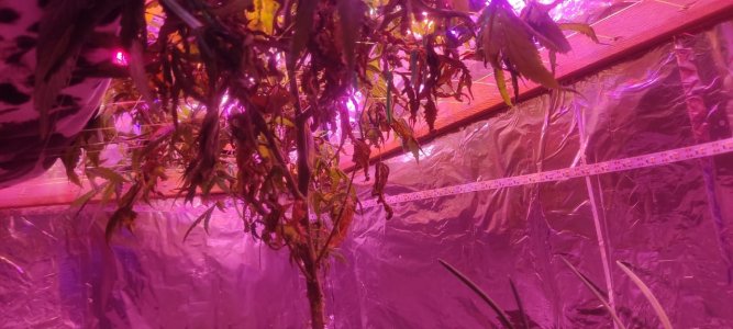 WhatsApp Image 2024-05-18 at 13.50.55.jpeg