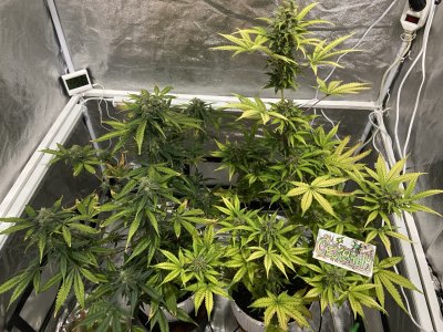 77 день (17.04).jpeg