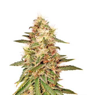 1729590354810.png 1729590354810.png