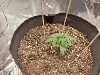 WhatsApp 2024-10-27 в 20.25.25_61f23d46.jpg