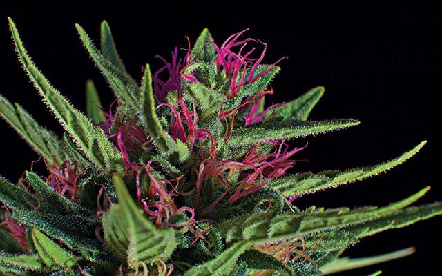 Сорт Silver Haze pink